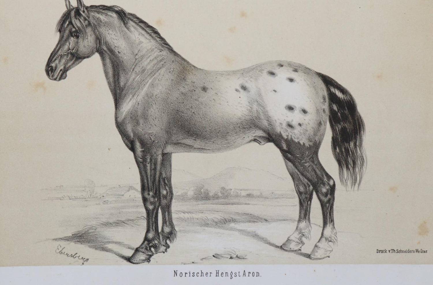 Große Abbildung Nr.3: 138-1815 Wachtler,G.v.: (Zoologie)