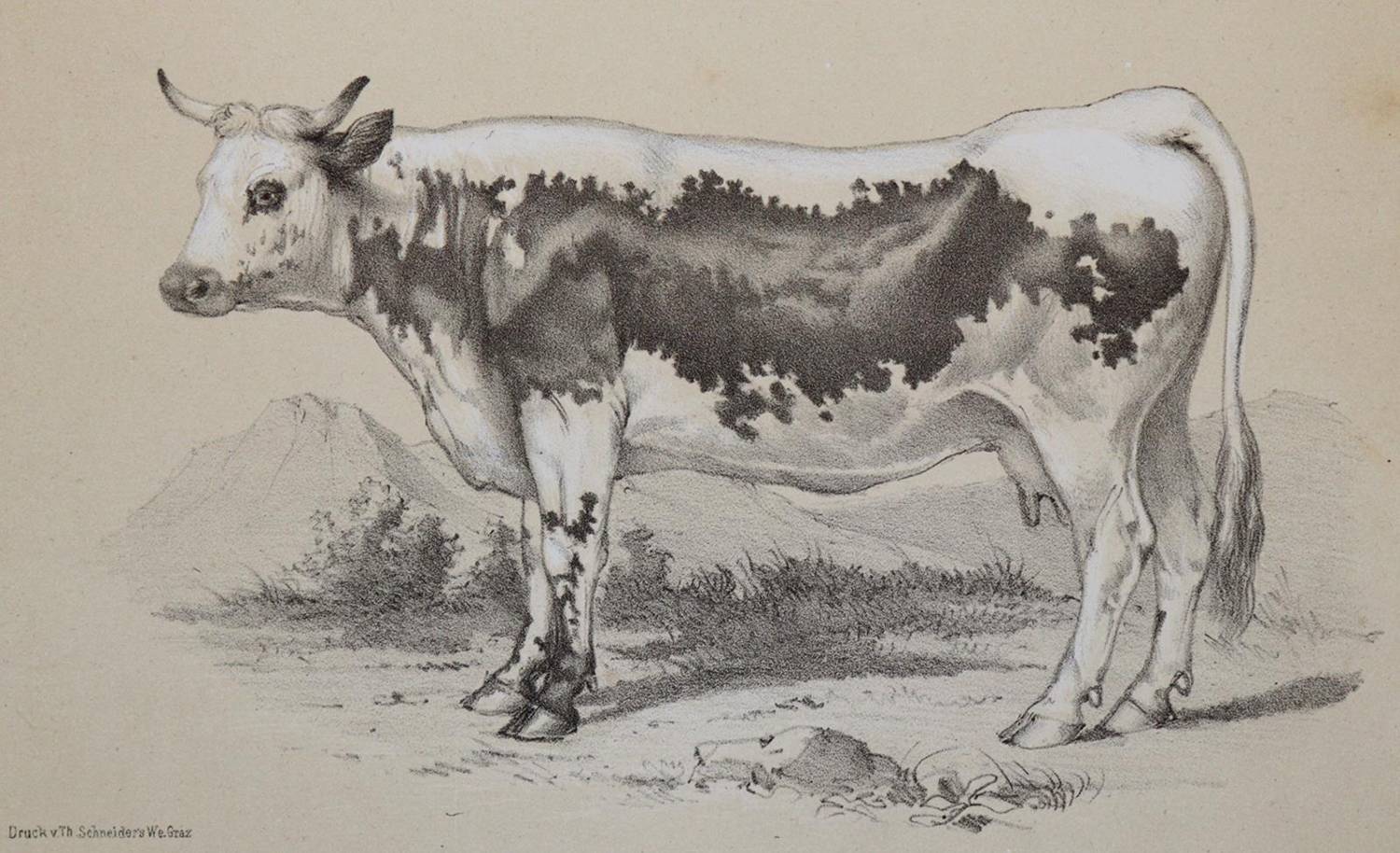 Große Abbildung Nr.4: 138-1815 Wachtler,G.v.: (Zoologie)