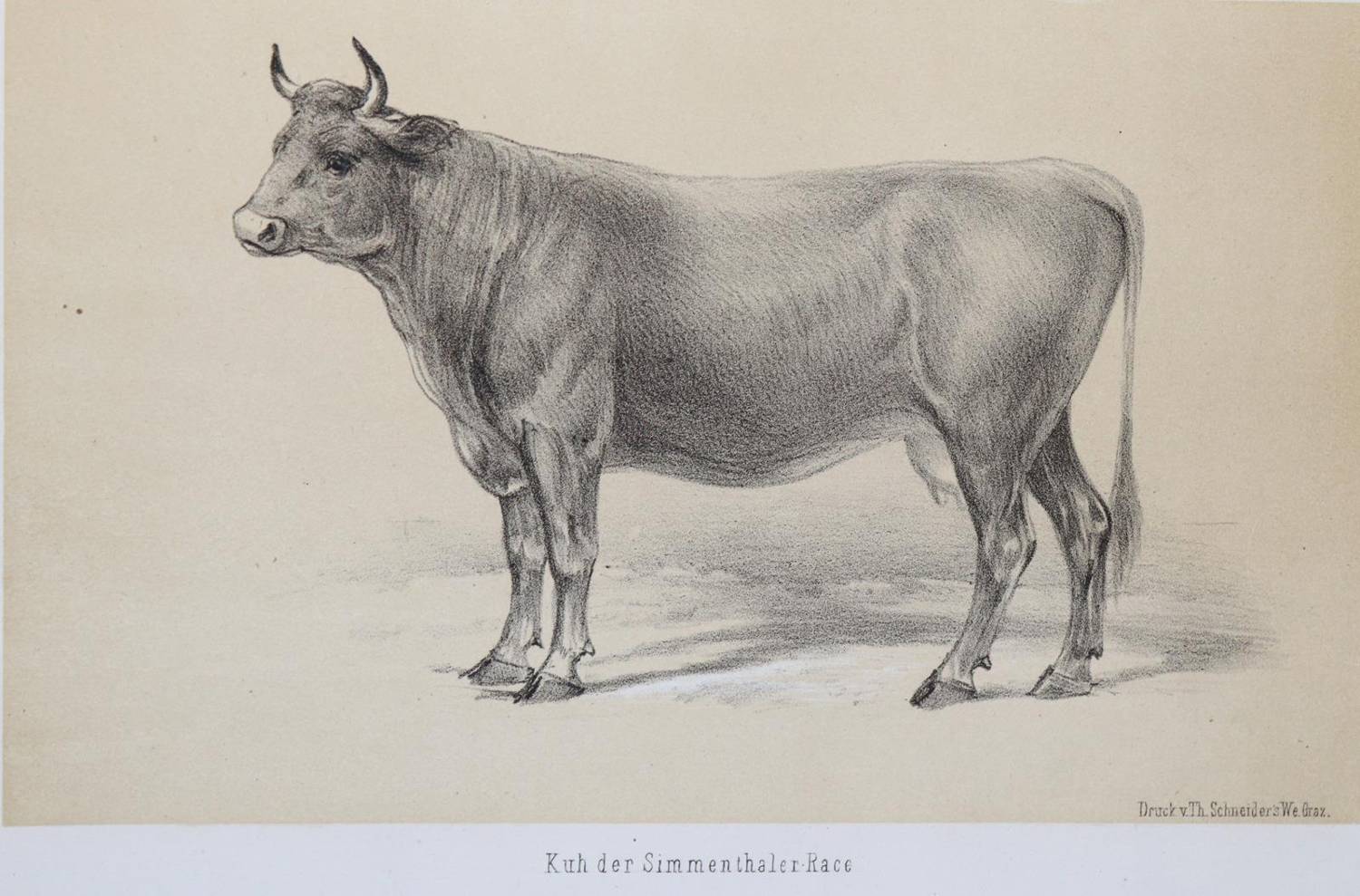 Große Abbildung Nr.5: 138-1815 Wachtler,G.v.: (Zoologie)