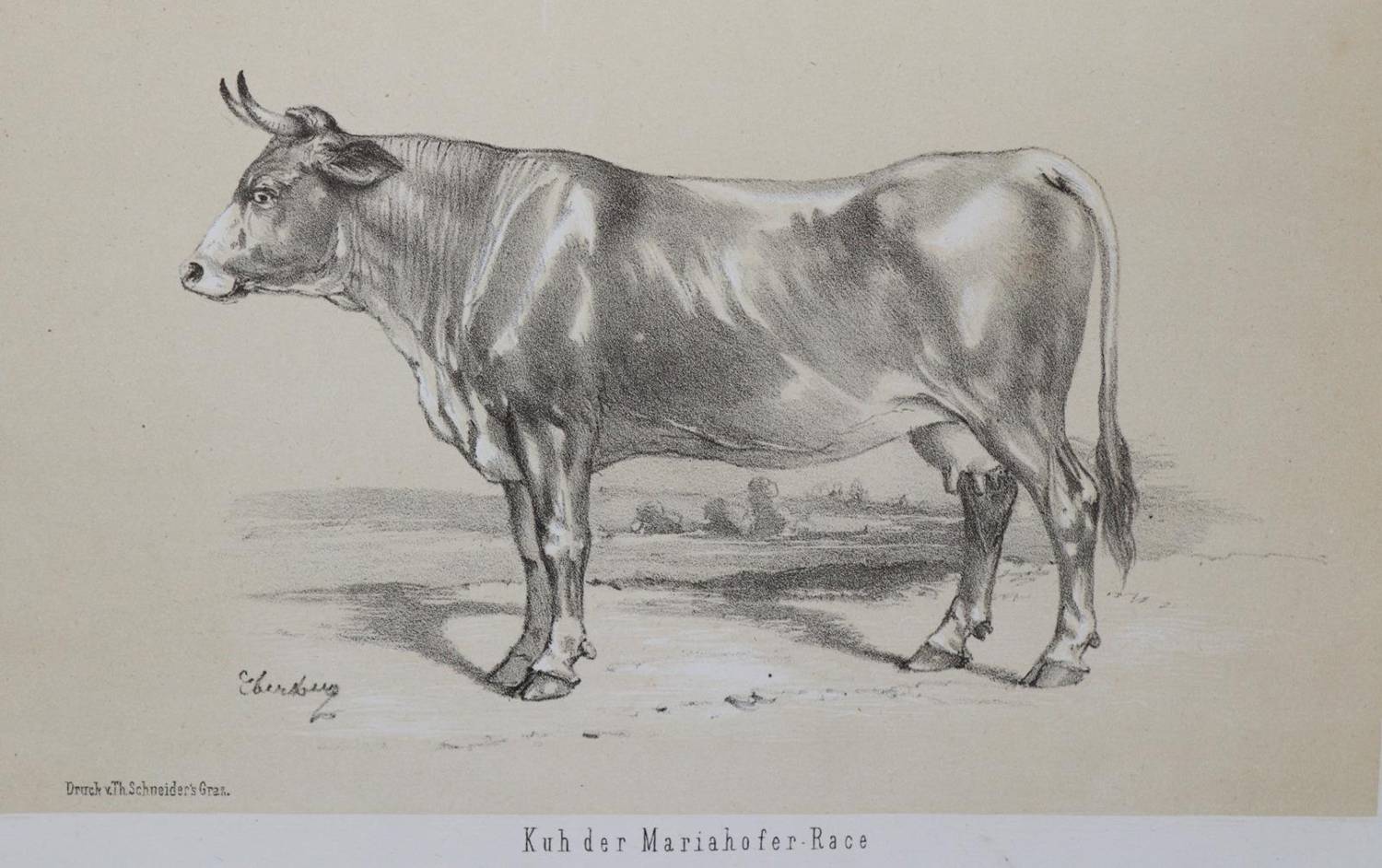 Große Abbildung Nr.6: 138-1815 Wachtler,G.v.: (Zoologie)