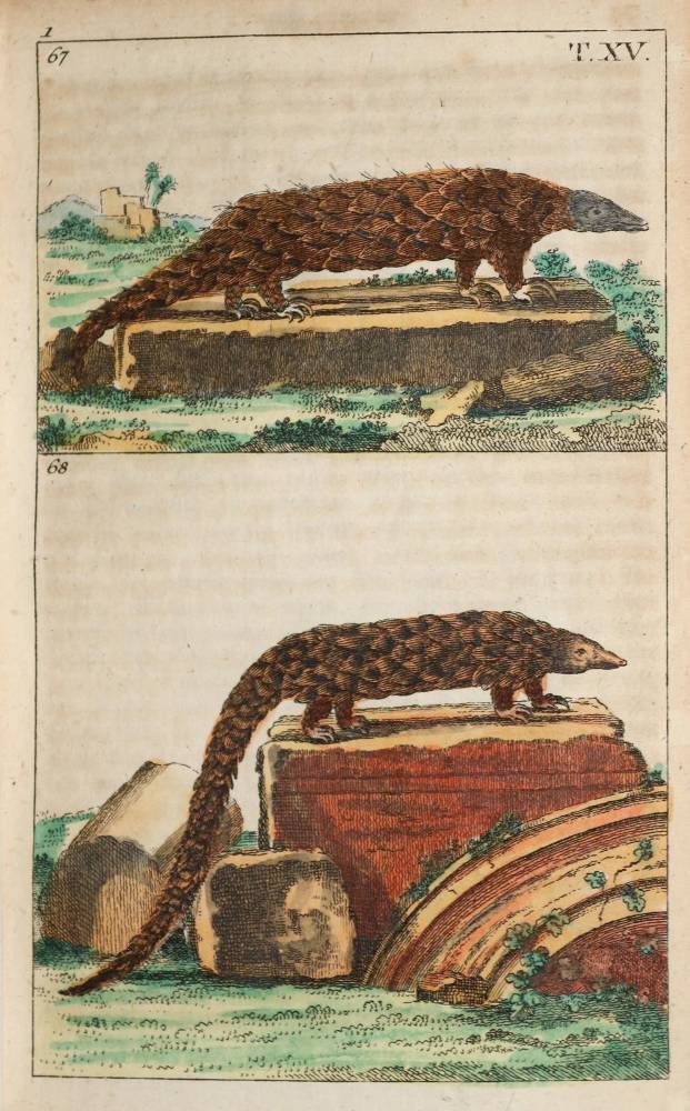 Große Abbildung Nr.1: 138-1816 (Wilhelm,G.T.).: (Zoologie)