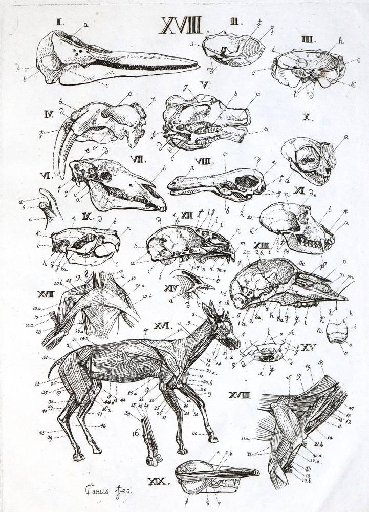 Große Abbildung Nr.2: 138-1817 (Carus,C.G.: (Zoologie, Zootomie)