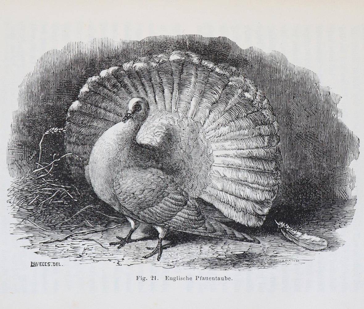 Große Abbildung Nr.2: 138-1904 Darwin,C.: (Verschiedene Gebiete - Varia)