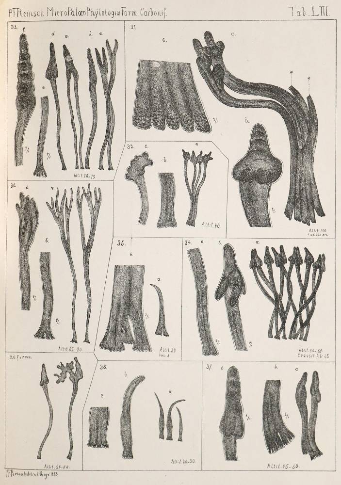 Große Abbildung Nr.1: 138-1944 Reinsch,P.F.: (Verschiedene Gebiete - Varia, Geologie - Mineralogie u. Paläontologie)