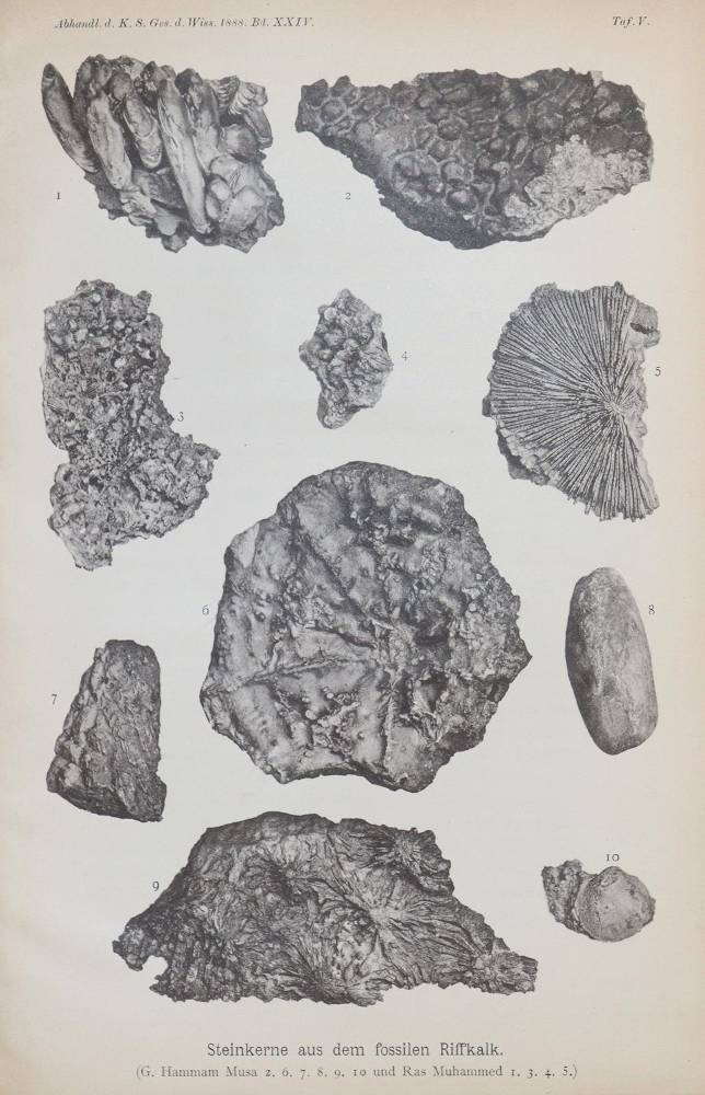 Große Abbildung Nr.2: 138-1957 Walther,J.: (Verschiedene Gebiete - Varia, Geologie - Mineralogie u. Paläontologie)