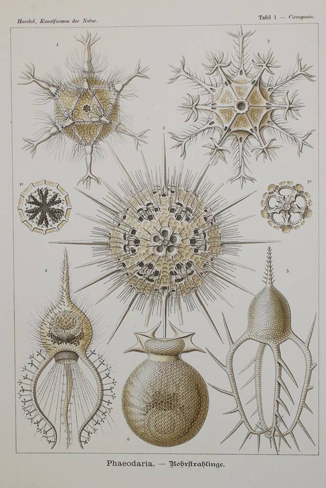 Große Abbildung Nr.1: 138-1963 Haeckel,E.: (Verschiedene Gebiete - Varia)