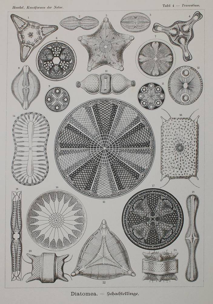 Große Abbildung Nr.2: 138-1963 Haeckel,E.: (Verschiedene Gebiete - Varia)