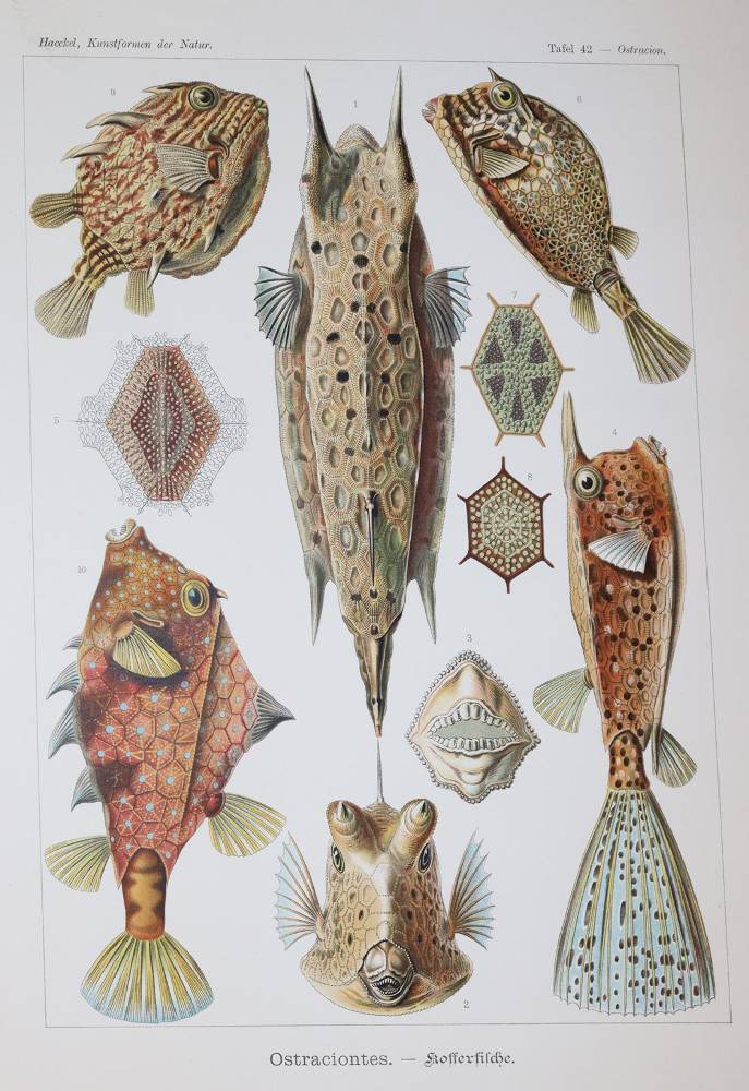 Große Abbildung Nr.4: 138-1964 Haeckel,E.: (Verschiedene Gebiete - Varia)