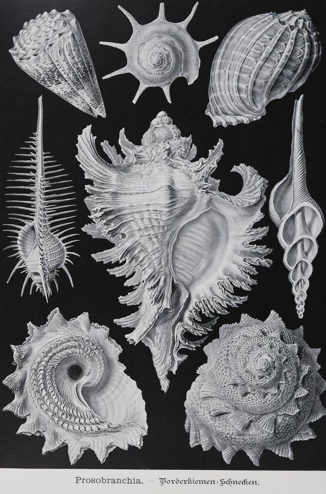 Große Abbildung Nr.5: 138-1964 Haeckel,E.: (Verschiedene Gebiete - Varia)