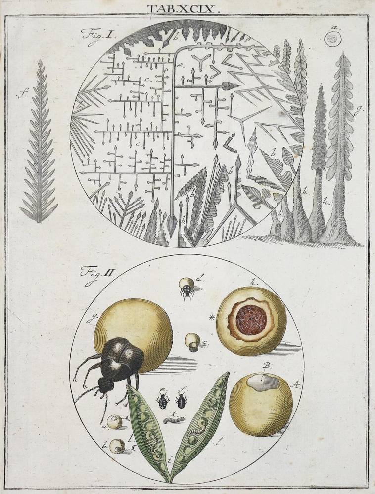 Große Abbildung Nr.2: 138-2032 Ledermüller,M.F.: (Verschiedene Gebiete - Varia, Mikroskopie)