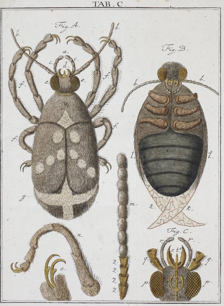 Große Abbildung Nr.3: 138-2032 Ledermüller,M.F.: (Verschiedene Gebiete - Varia, Mikroskopie)