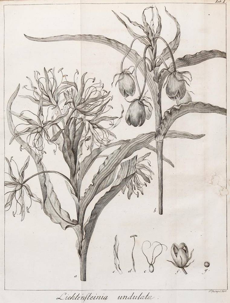Große Abbildung Nr.1: 138-2033 Naturwissenschaften.: (Verschiedene Gebiete - Varia)