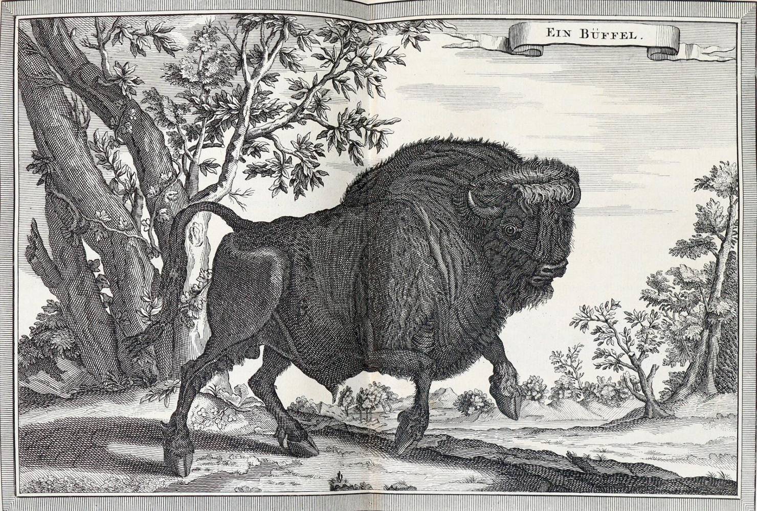 Große Abbildung Nr.21: 138-2717 (Schwabe,J.J.).: (Verschiedene Länder - Varia)