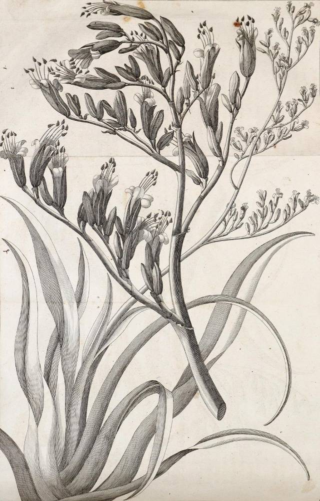 Große Abbildung Nr.8: 138-2738 Cook,J.: (Verschiedene Länder - Geschichte, Südsee)
