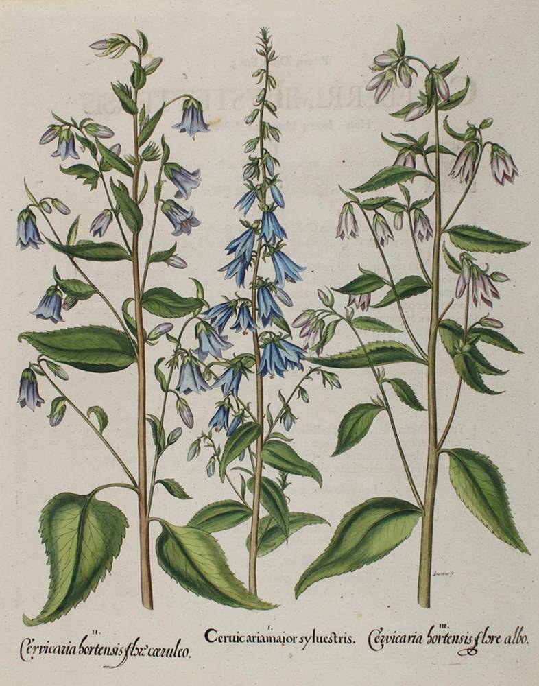Große Abbildung Nr.1: 138-3320 Glockenblumen.: (Varia, Botanik, Besler)