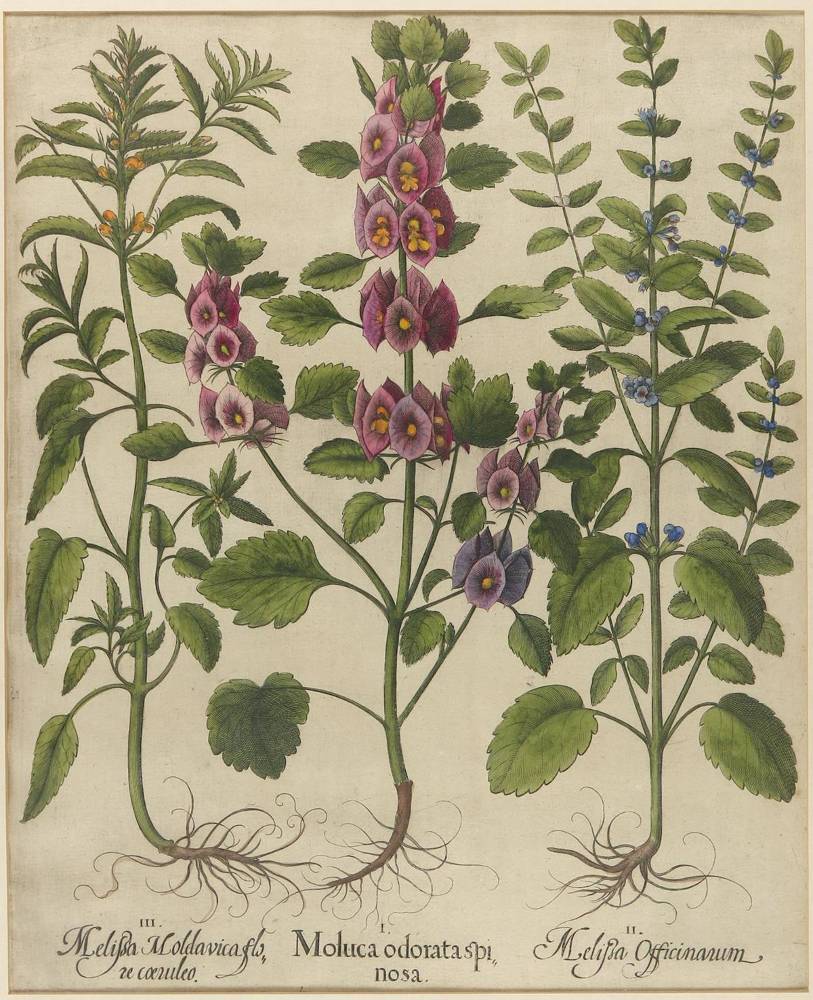 Große Abbildung Nr.1: 138-3323 Muschelblume, Zitronen- u. Türk. Melisse.: (Varia, Botanik, Besler)
