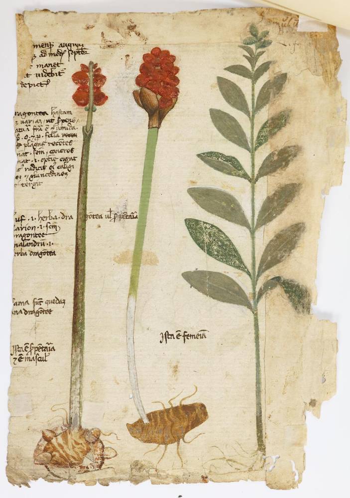Große Abbildung Nr.3: 138-3327 Consolida media.: (Varia, Botanik)