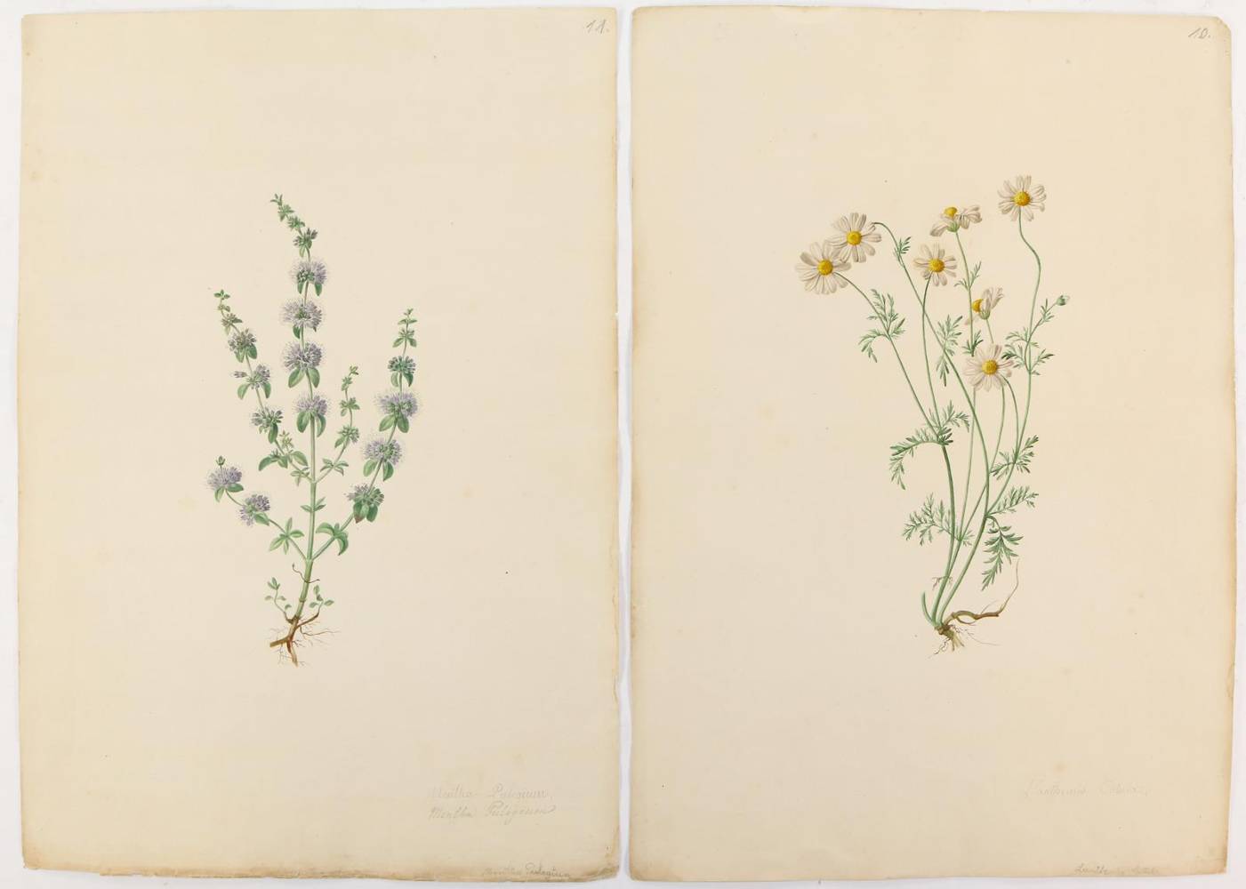 Große Abbildung Nr.1: 138-3328 Gartenkräuter u.a.: (Varia, Botanik)