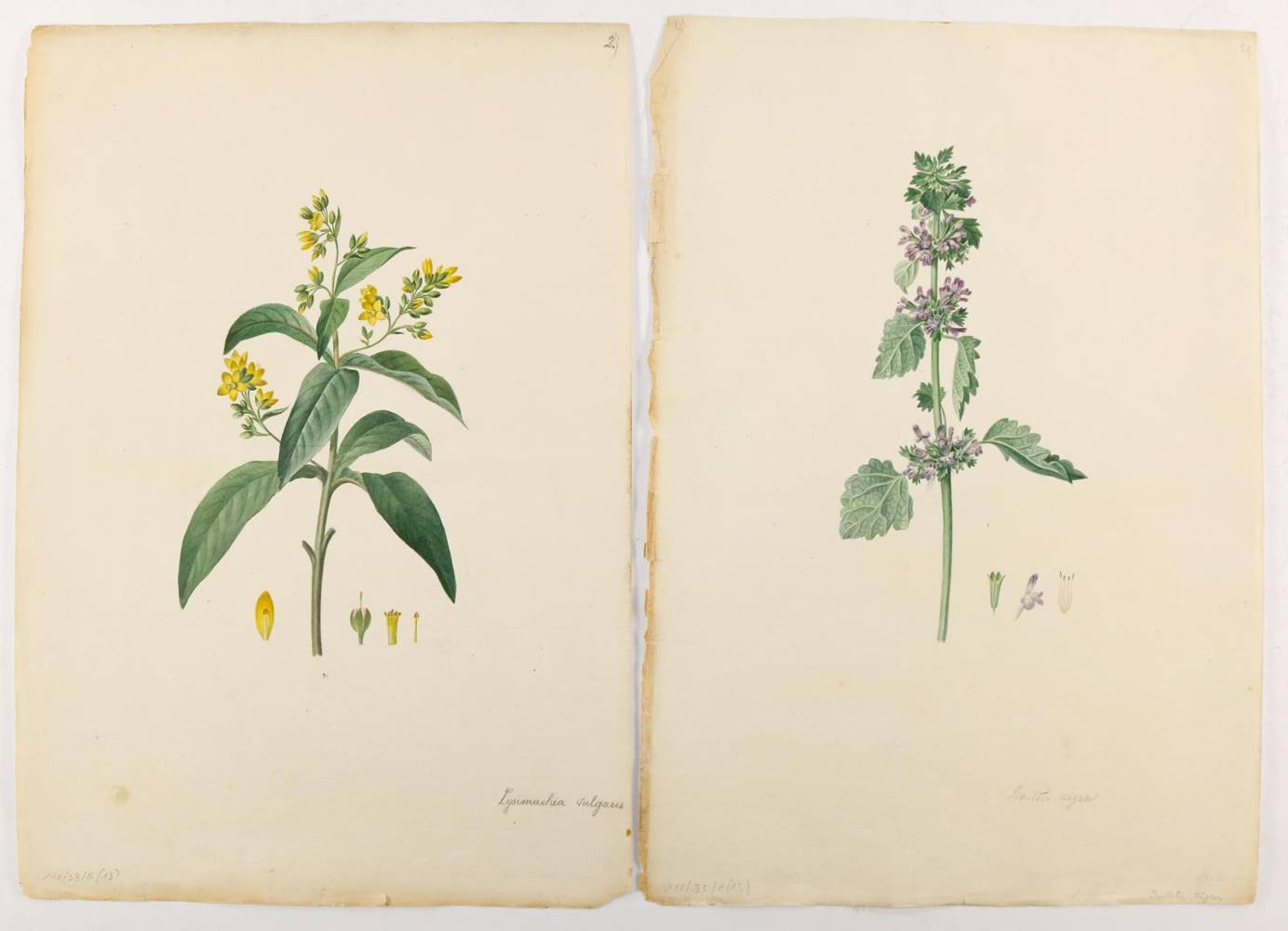Große Abbildung Nr.2: 138-3328 Gartenkräuter u.a.: (Varia, Botanik)