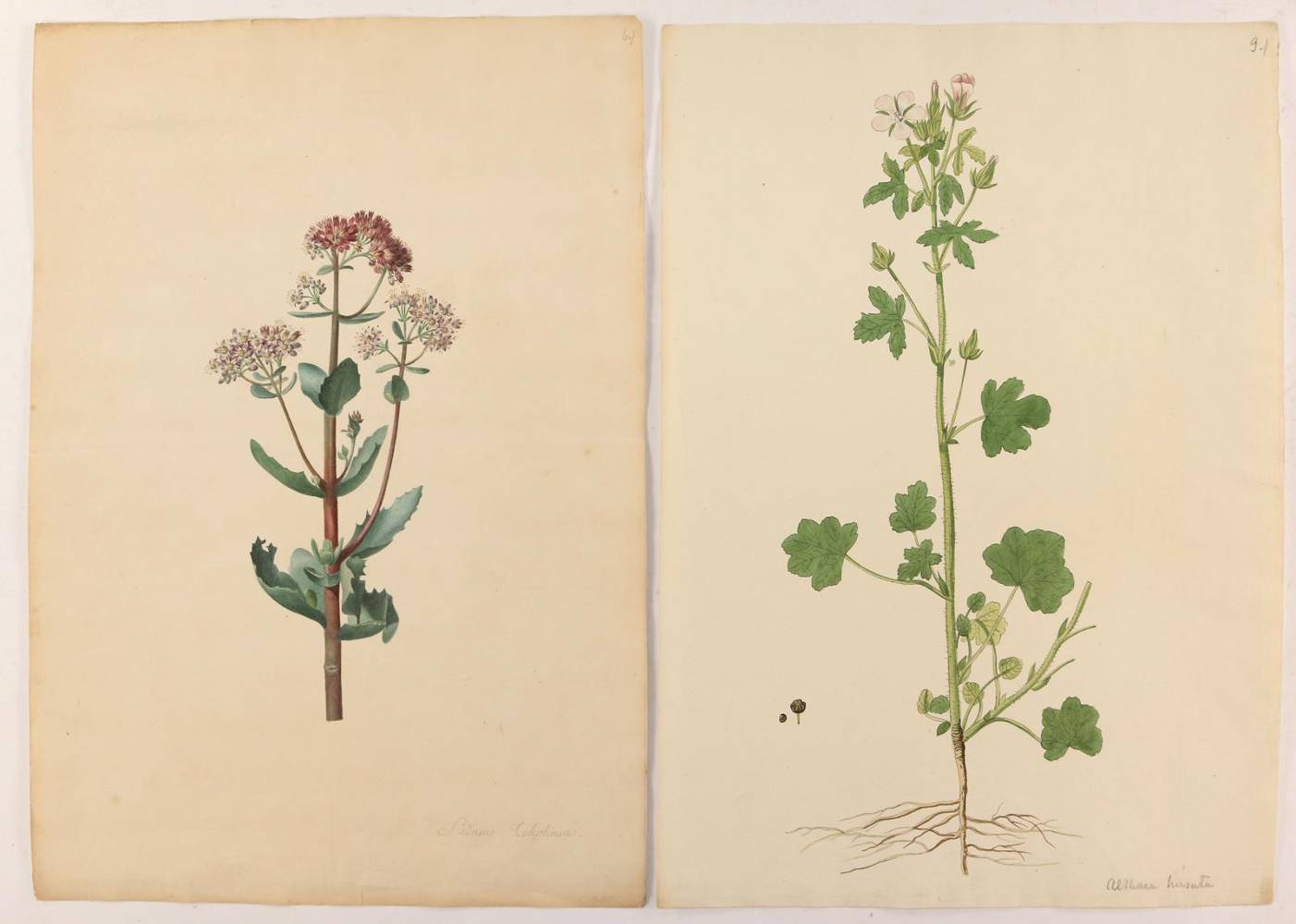 Große Abbildung Nr.3: 138-3328 Gartenkräuter u.a.: (Varia, Botanik)