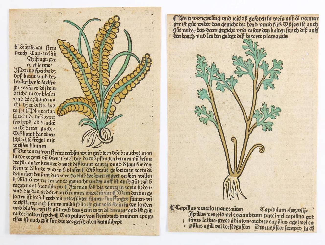 Große Abbildung Nr.1: 138-3331 Kräuter.: (Varia, Botanik)