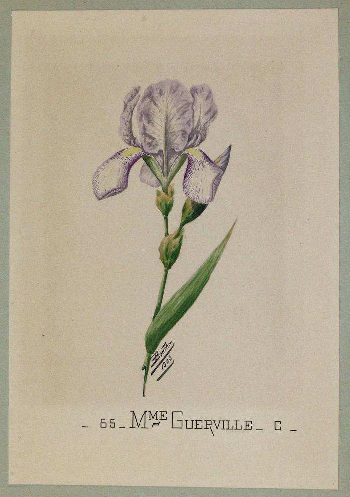 Große Abbildung Nr.1: 138-3334 Lilien.: (Varia, Botanik)