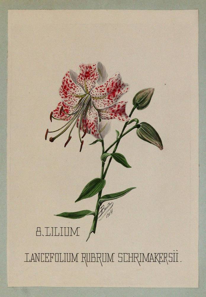 Große Abbildung Nr.3: 138-3334 Lilien.: (Varia, Botanik)