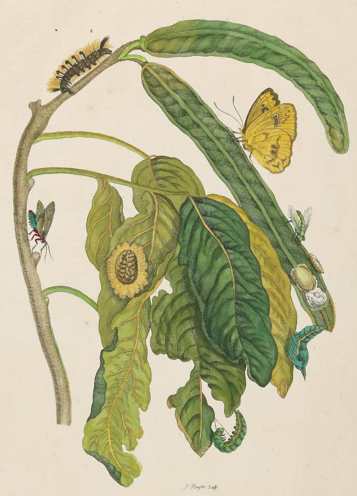 Große Abbildung Nr.1: 138-3335 Merian, Maria Sibylla: (Varia, Botanik)