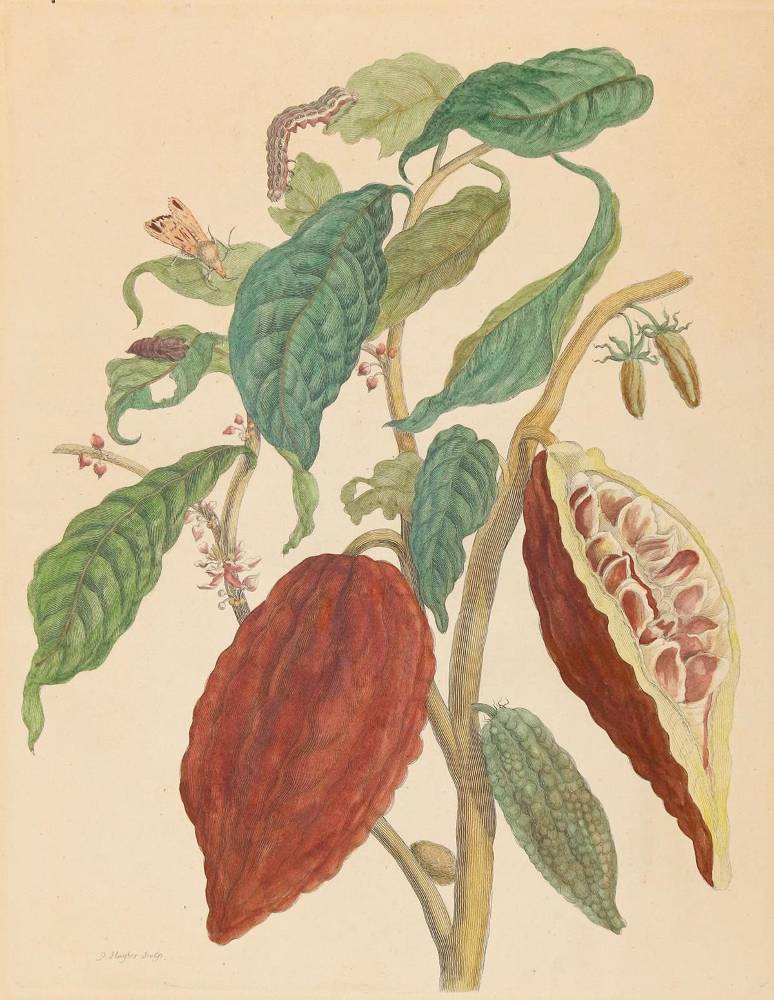 Große Abbildung Nr.1: 138-3336 Merian, Maria Sibylla: (Varia, Botanik)