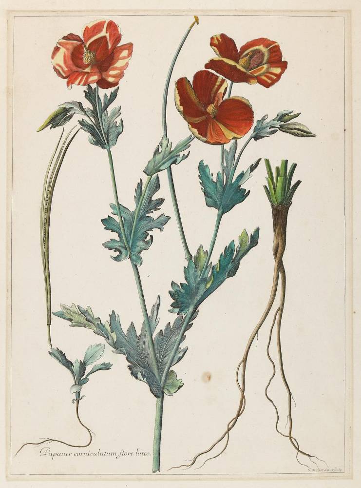 Große Abbildung Nr.1: 138-3337 Mohn.: (Varia, Botanik)