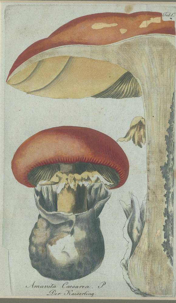 Große Abbildung Nr.1: 138-3340 Pilze.: (Varia, Botanik)