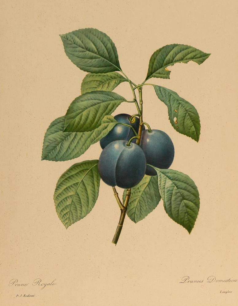 Große Abbildung Nr.2: 138-3341 Pomologie.: (Varia, Botanik)
