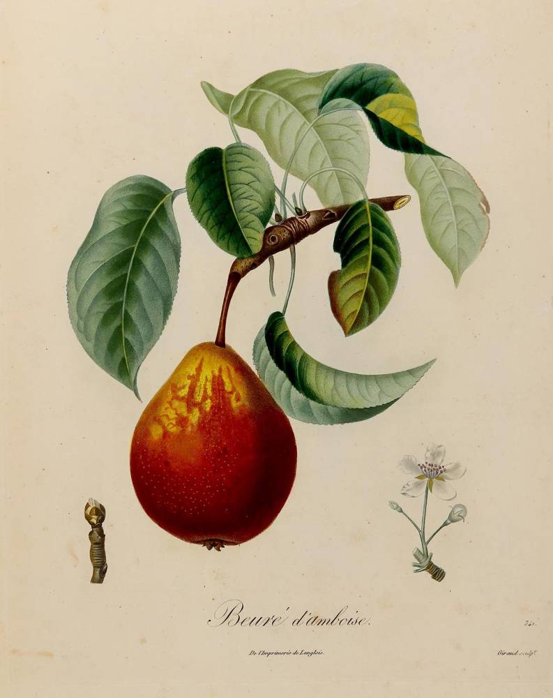 Große Abbildung Nr.3: 138-3341 Pomologie.: (Varia, Botanik)