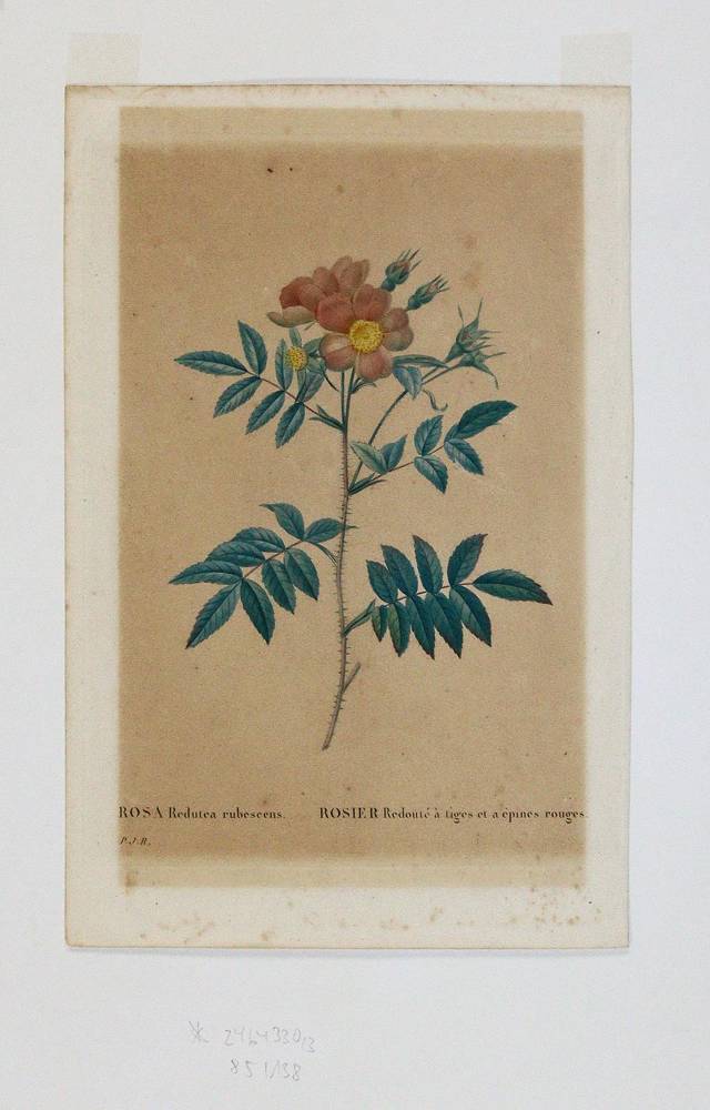 Große Abbildung Nr.1: 138-3342 Redouté, P.J.: (Varia, Botanik)