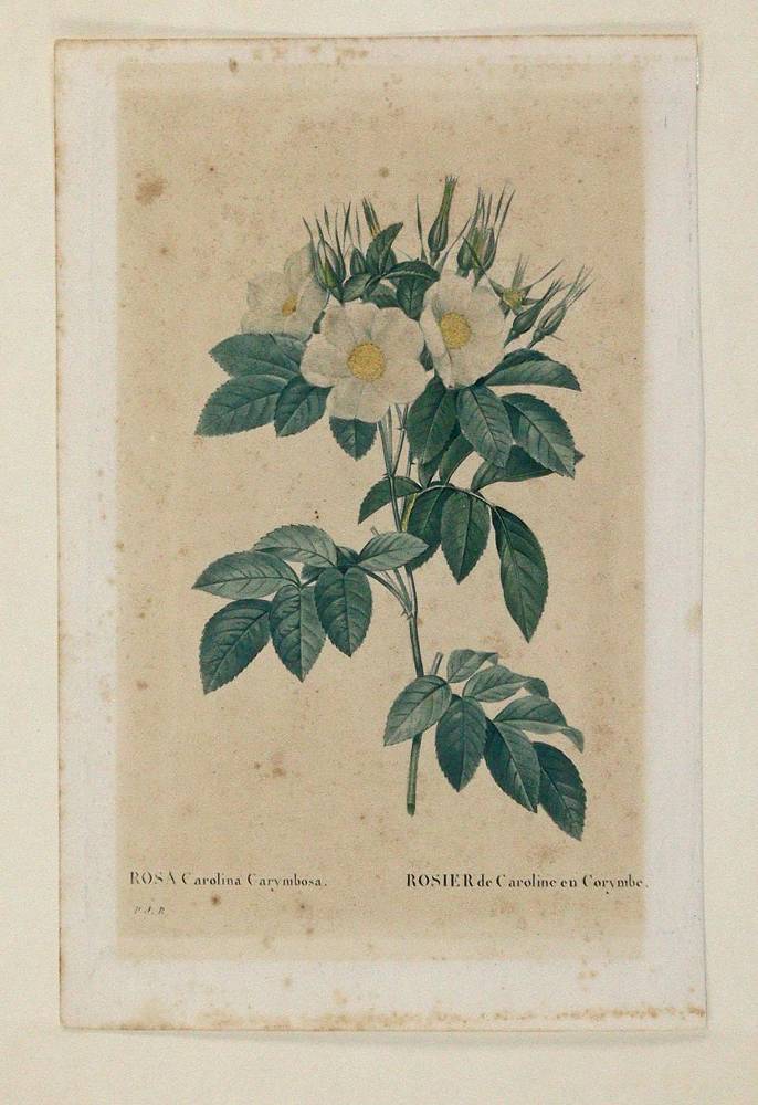 Große Abbildung Nr.2: 138-3342 Redouté, P.J.: (Varia, Botanik)