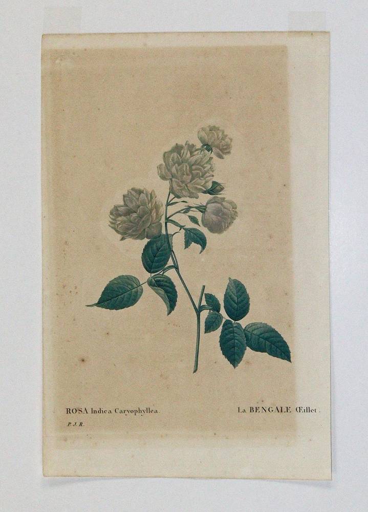 Große Abbildung Nr.3: 138-3342 Redouté, P.J.: (Varia, Botanik)