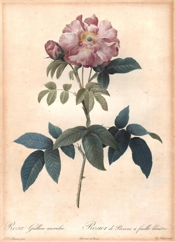 Große Abbildung Nr.1: 138-3343 Redouté, P.J.: (Varia, Botanik)