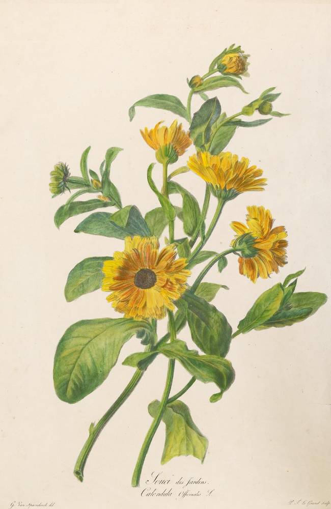 Große Abbildung Nr.1: 138-3346 Ringelblume.: (Varia, Botanik)