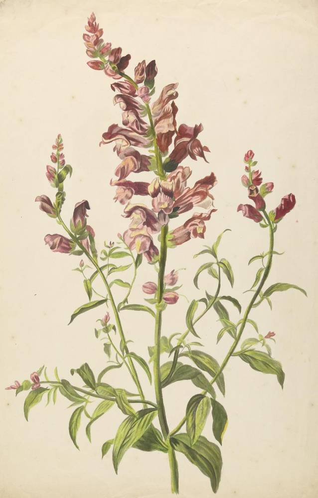Große Abbildung Nr.2: 138-3346 Ringelblume.: (Varia, Botanik)