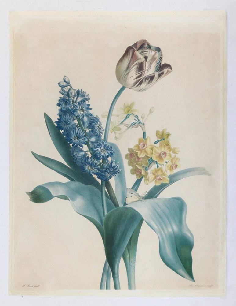 Große Abbildung Nr.1: 138-3348 Tulpe, Hyazinthe u. Narzisse.: (Varia, Botanik)