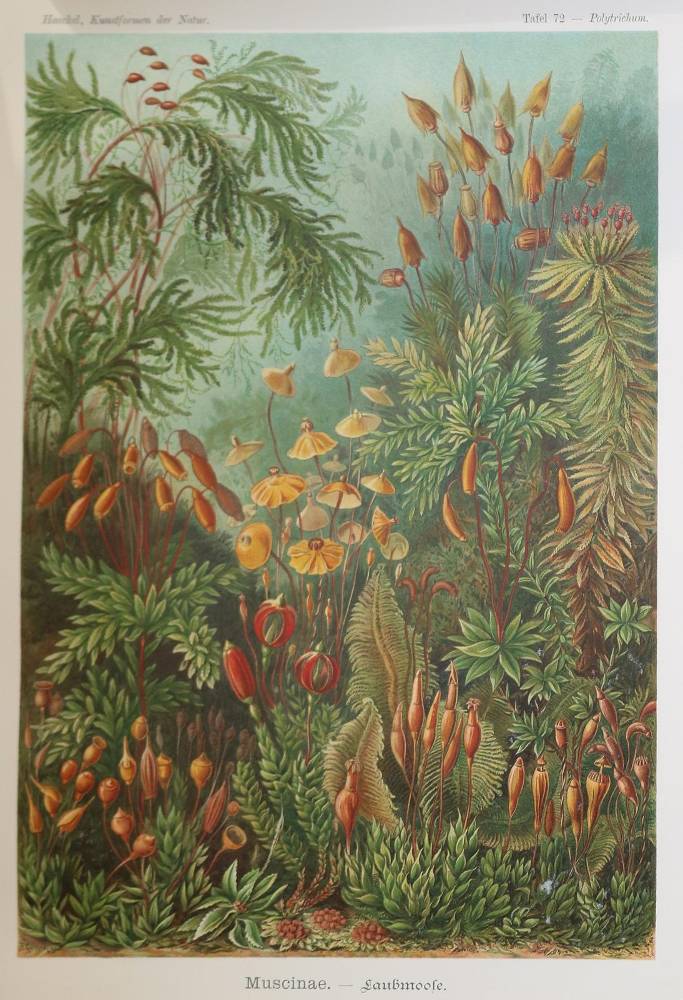 Große Abbildung Nr.1: 138-3355 Haeckel, Ernst.: (Varia)