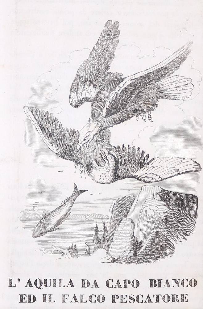 Große Abbildung Nr.1: 138-3362 Konvolut: (Varia, Jagd)