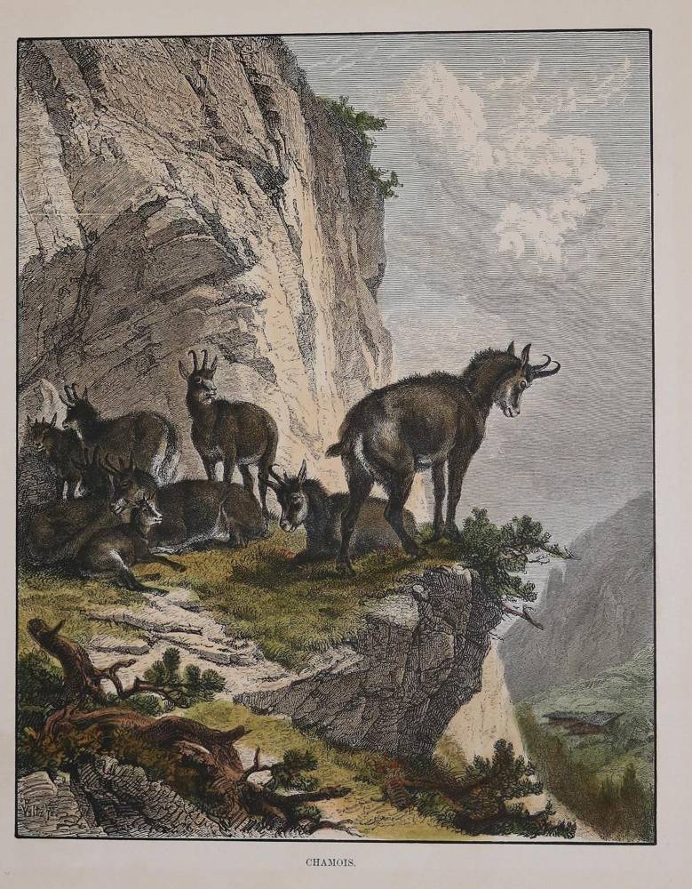Große Abbildung Nr.2: 138-3362 Konvolut: (Varia, Jagd)