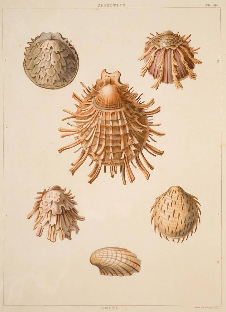 Große Abbildung Nr.1: 138-3401 Konvolut: (Varia, Muscheln)