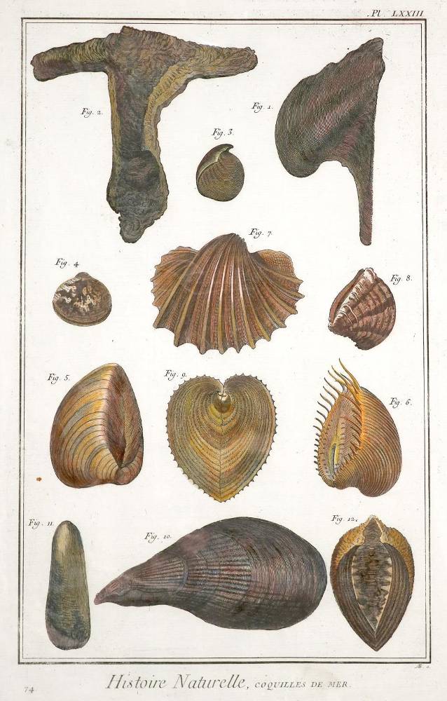 Große Abbildung Nr.2: 138-3401 Konvolut: (Varia, Muscheln)