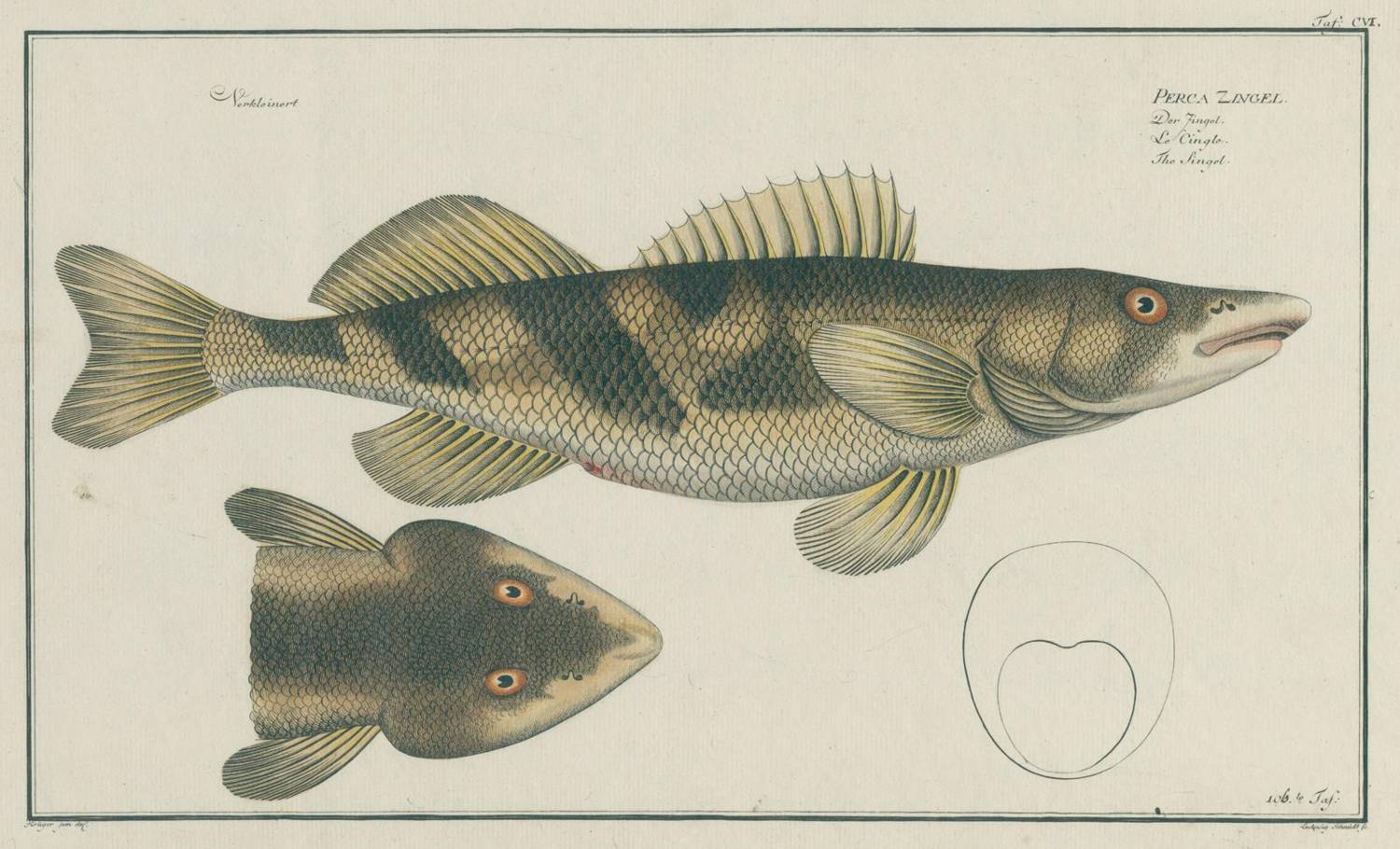 Große Abbildung Nr.1: 138-3440 Bloch,M:E.: (Varia, Zoologie, Fische)