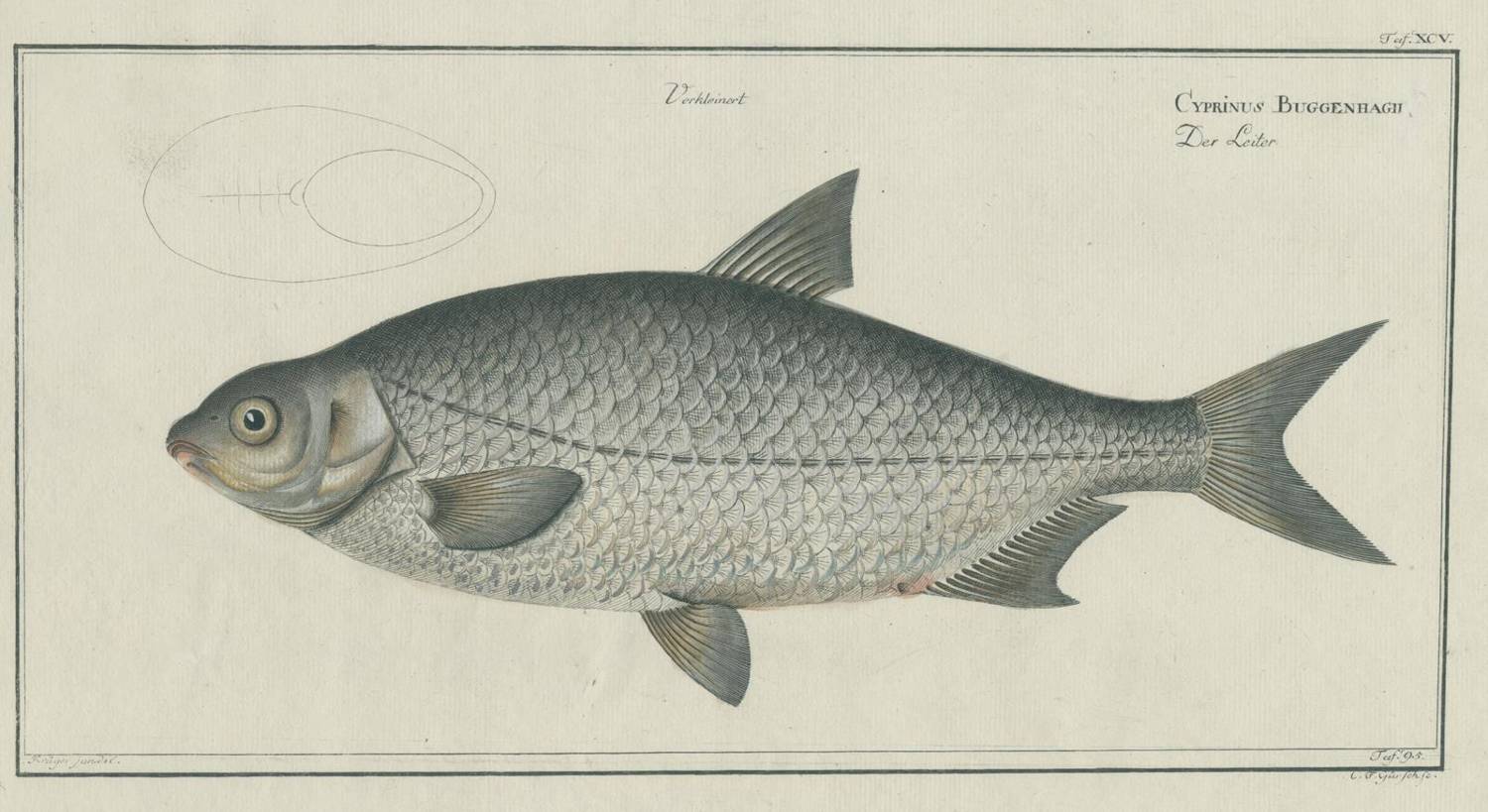 Große Abbildung Nr.2: 138-3440 Bloch,M:E.: (Varia, Zoologie, Fische)