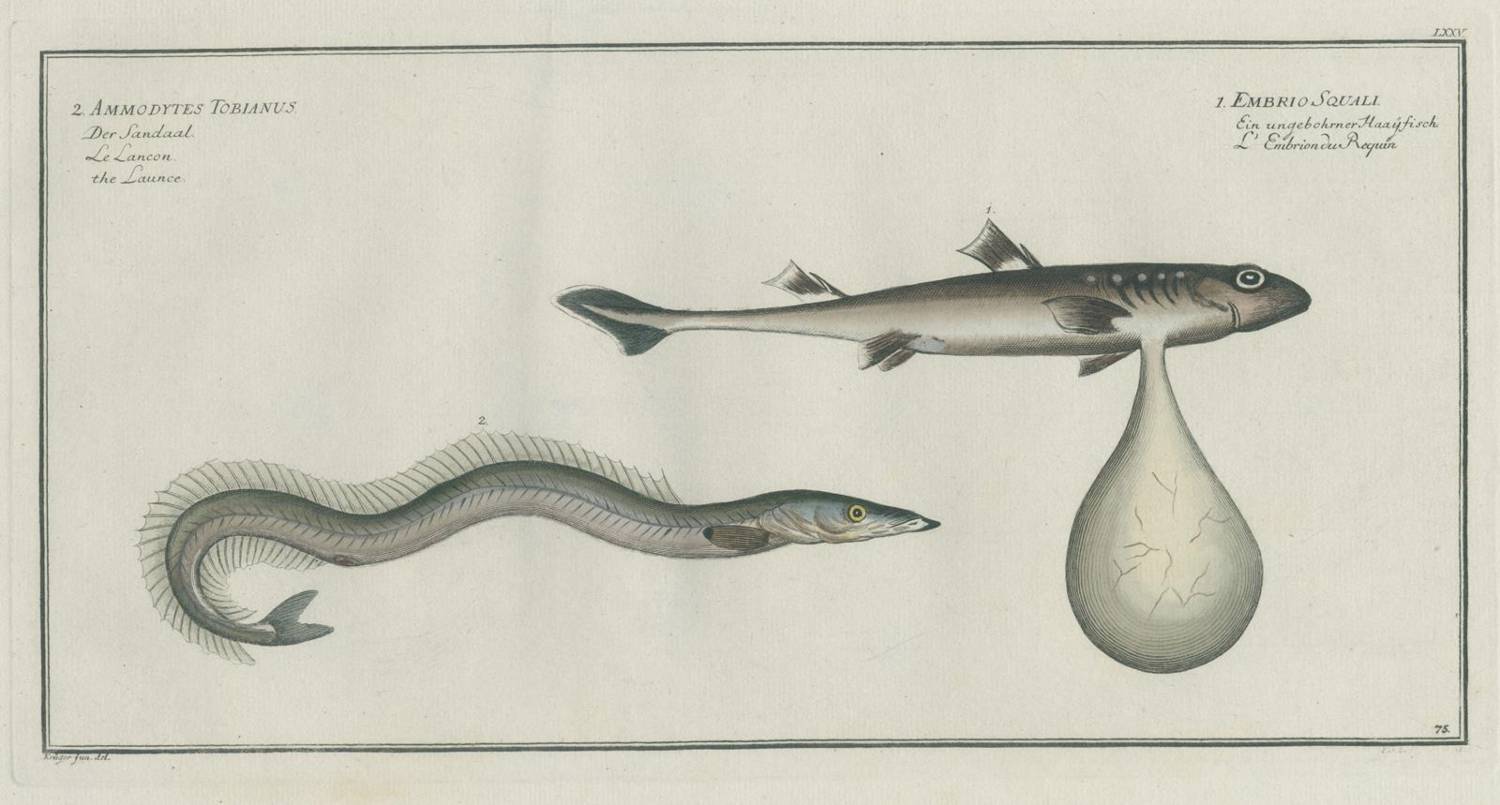Große Abbildung Nr.3: 138-3440 Bloch,M:E.: (Varia, Zoologie, Fische)