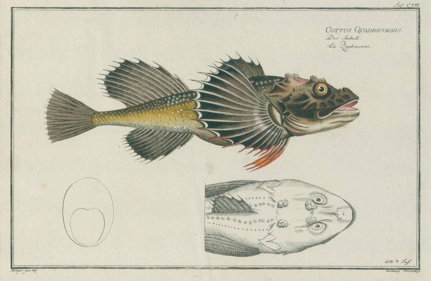 Große Abbildung Nr.4: 138-3440 Bloch,M:E.: (Varia, Zoologie, Fische)