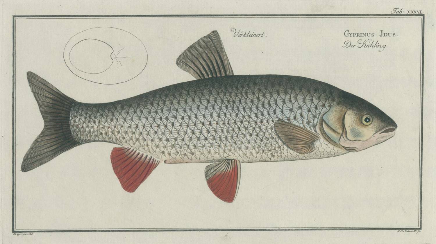 Große Abbildung Nr.5: 138-3440 Bloch,M:E.: (Varia, Zoologie, Fische)